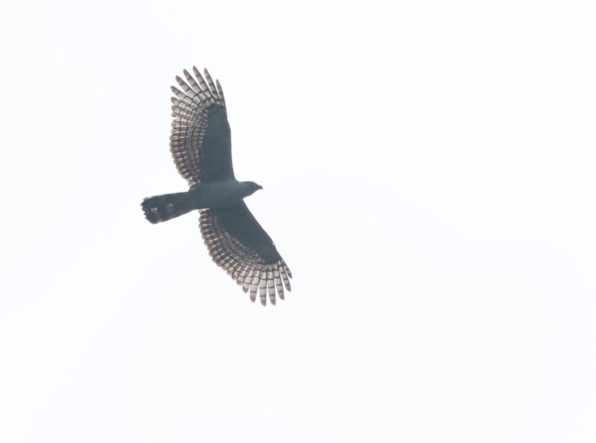 Hook-billed Kite - ML646021444