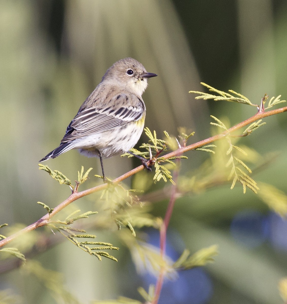 Yellow-rumped Warbler - ML646021446
