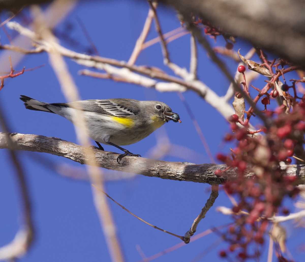 Yellow-rumped Warbler - ML646021447