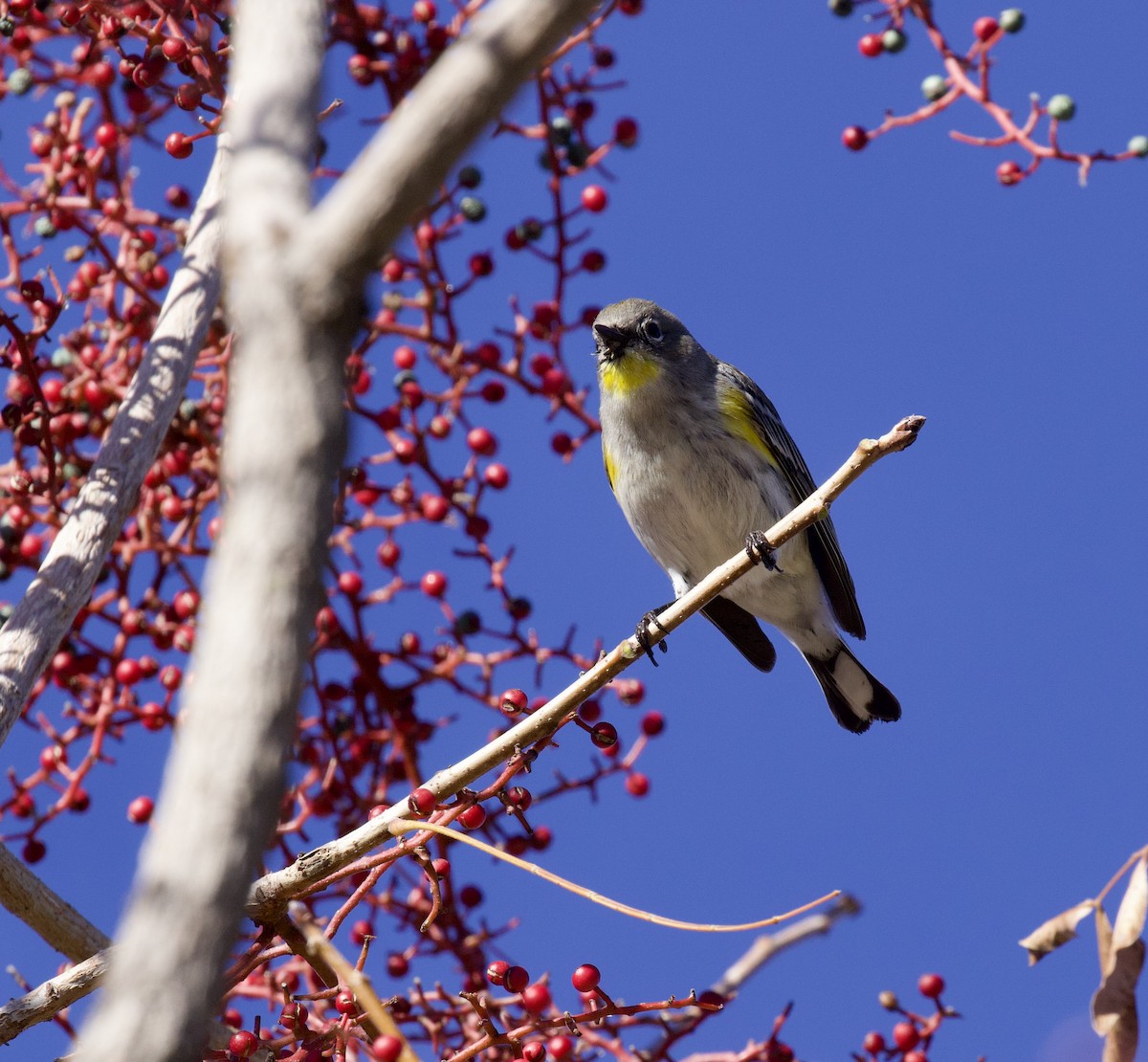Yellow-rumped Warbler - ML646021448