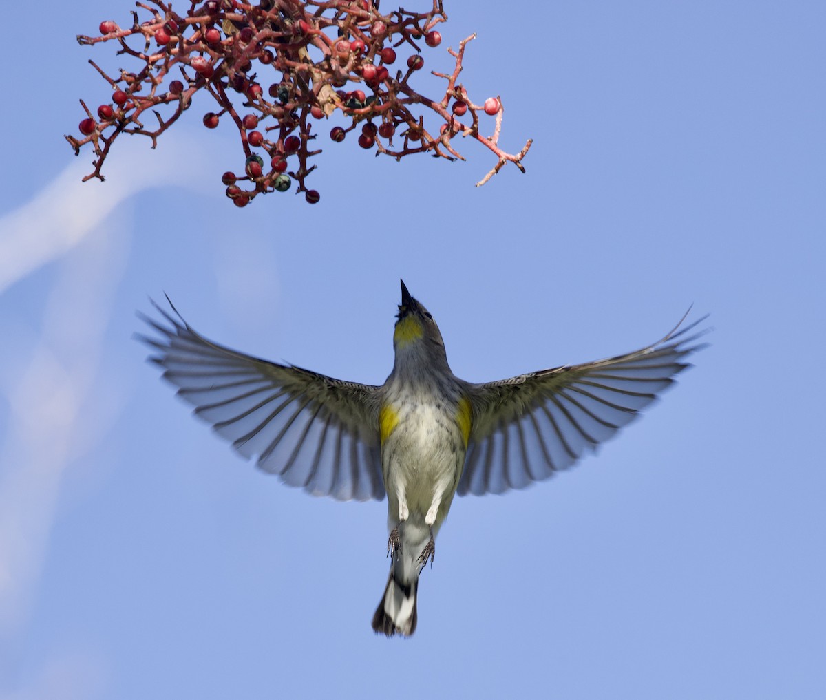 Yellow-rumped Warbler - ML646021449