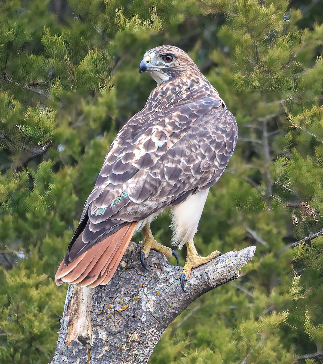 Краснохвостый канюк - ML646021450