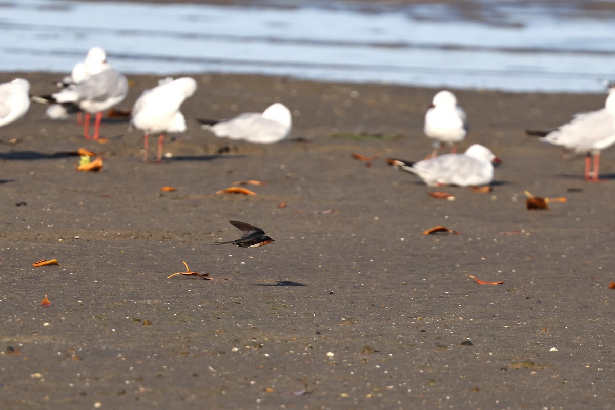 オーストラリアツバメ - ML646021456