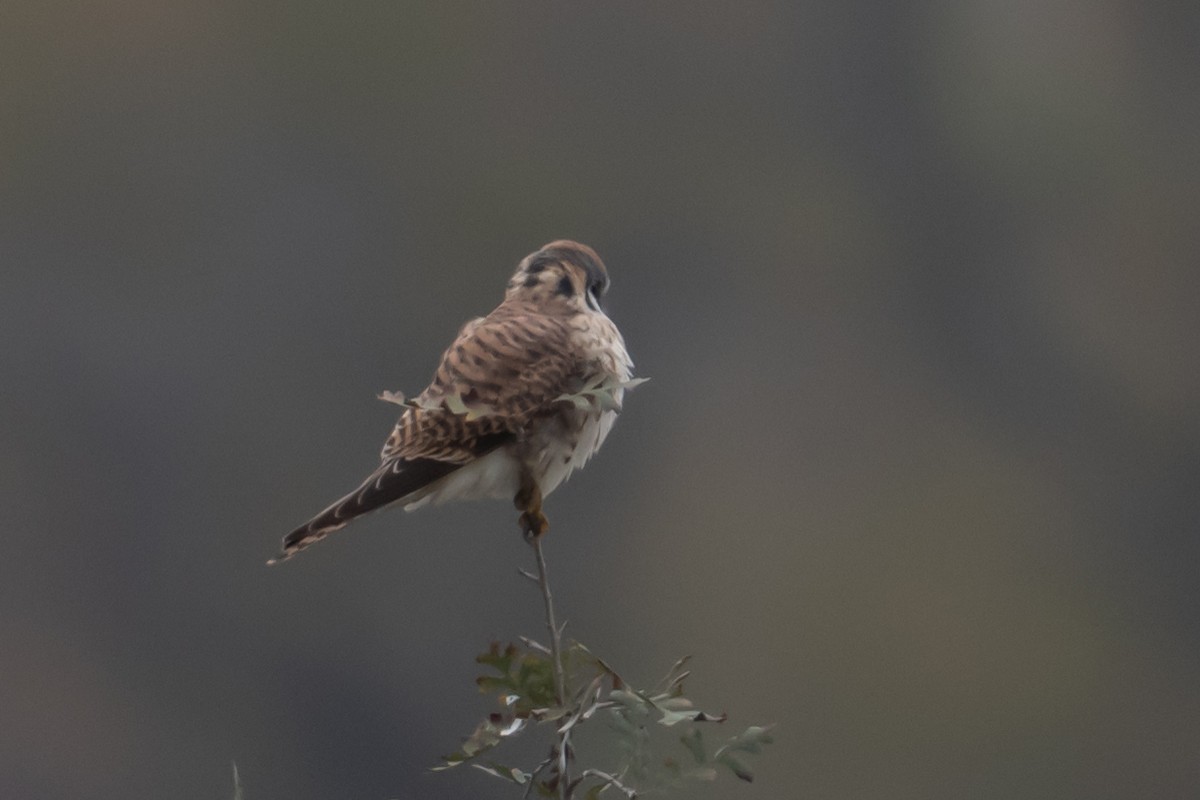 アメリカチョウゲンボウ - ML646021457
