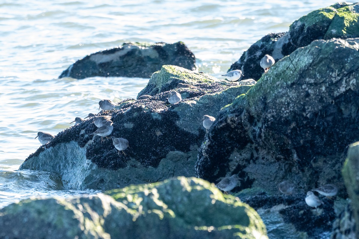 ムラサキハマシギ - ML646021459