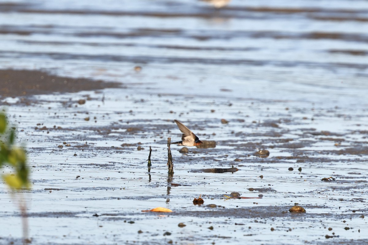 オーストラリアツバメ - ML646021460