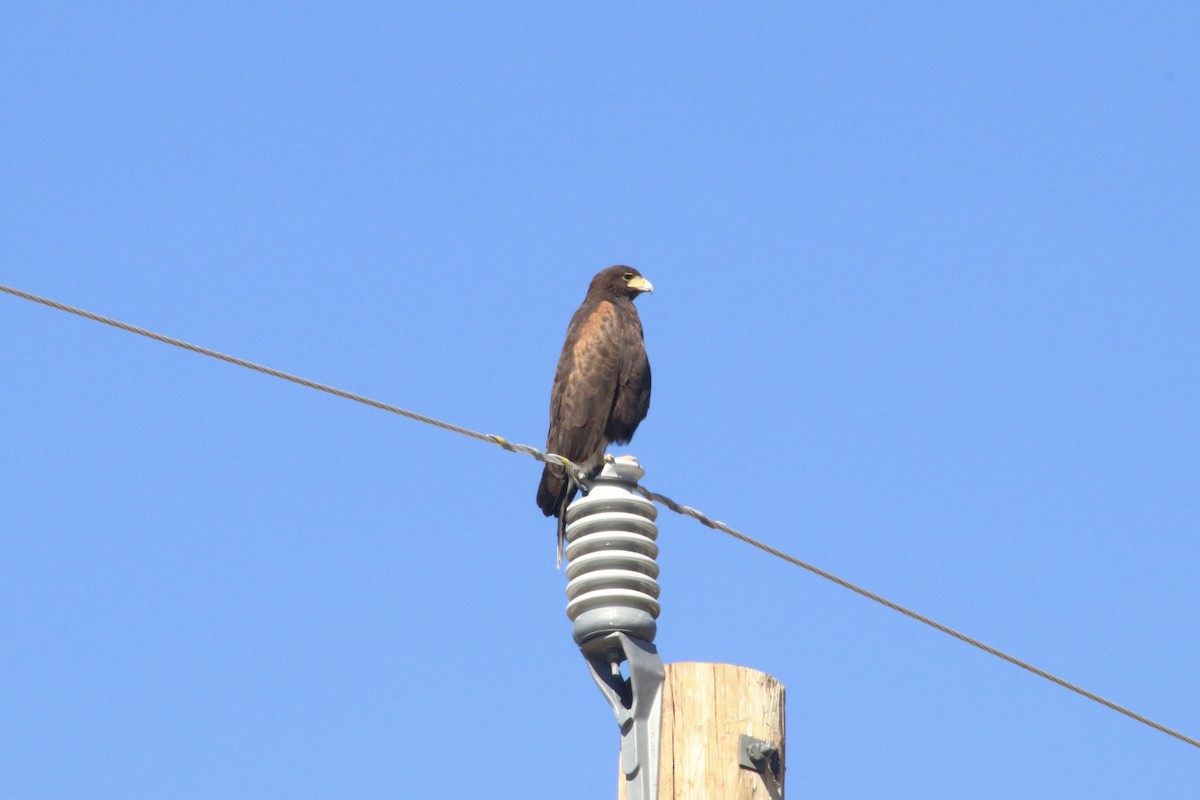 モモアカノスリ - ML646021461