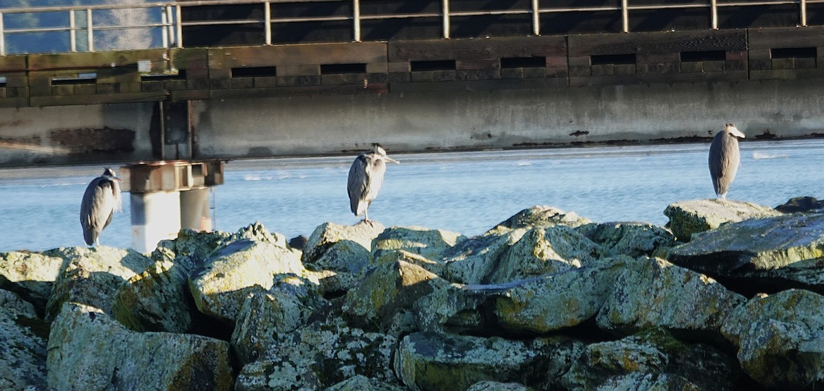 オオアオサギ - ML646021463