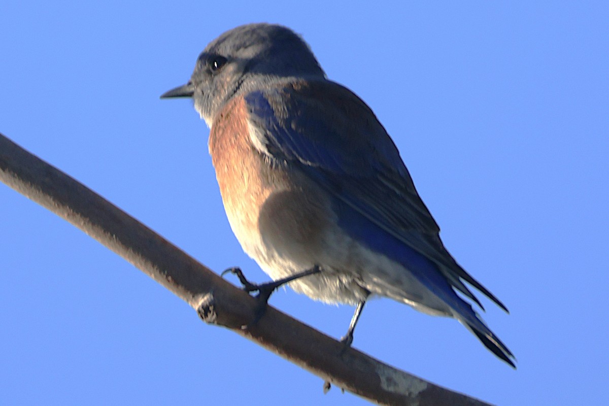 チャカタルリツグミ - ML646021464