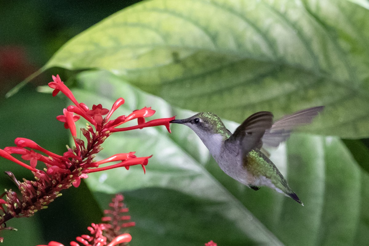 ノドアカハチドリ - ML646021465