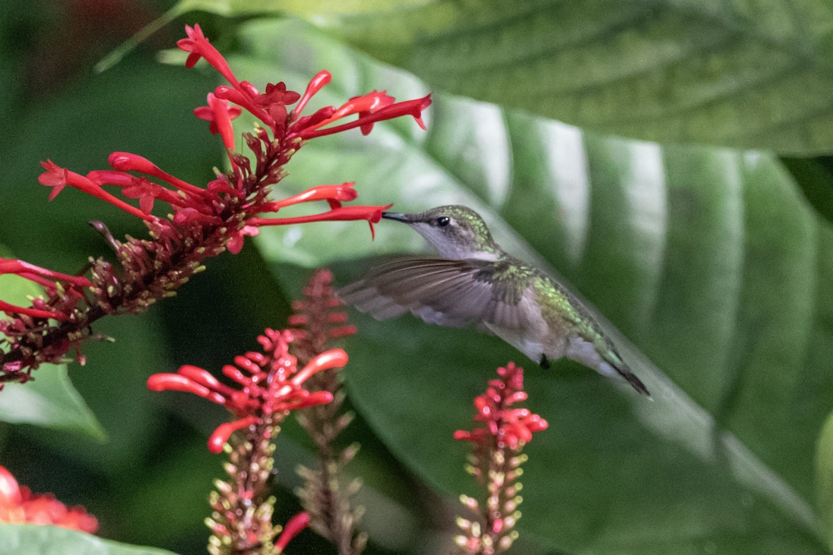 ノドアカハチドリ - ML646021466