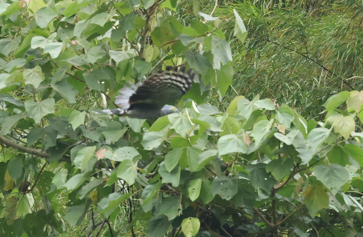 カギハシトビ - ML646021467