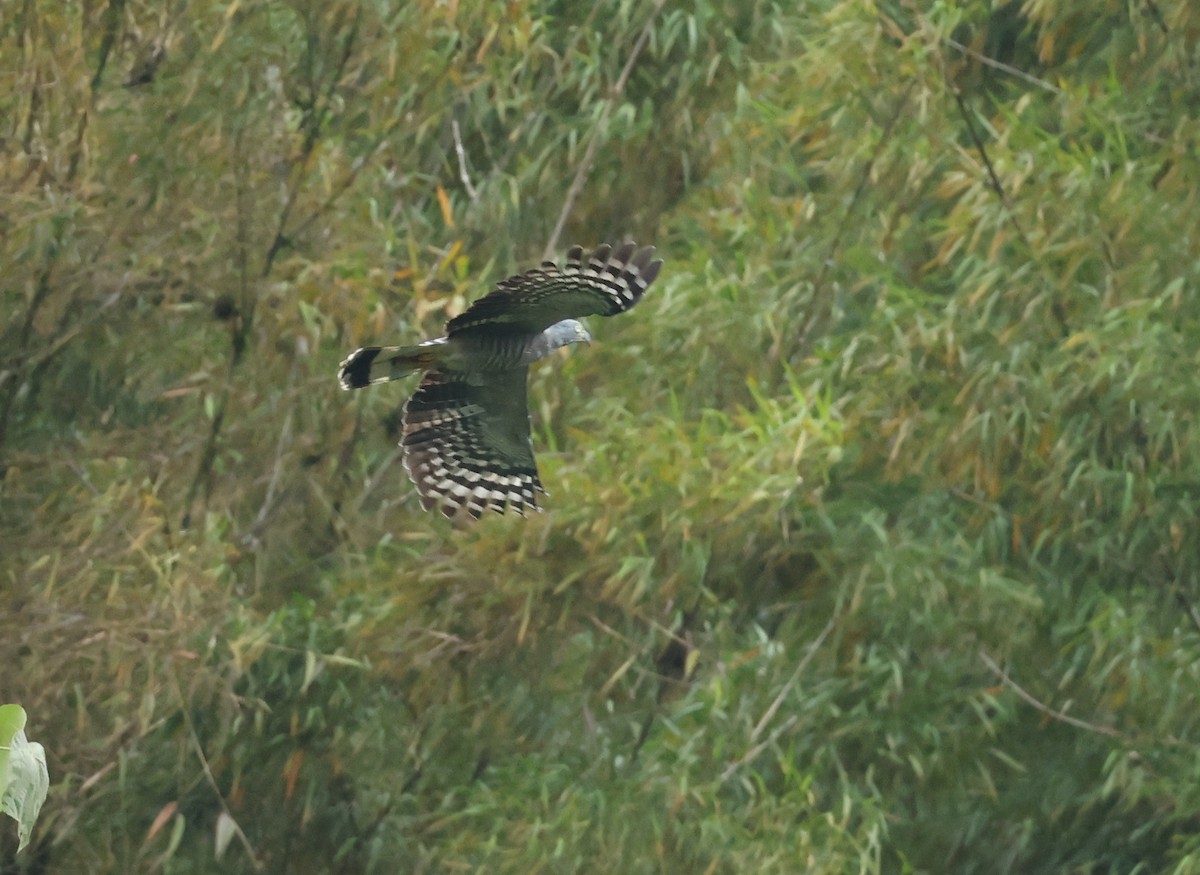 カギハシトビ - ML646021468