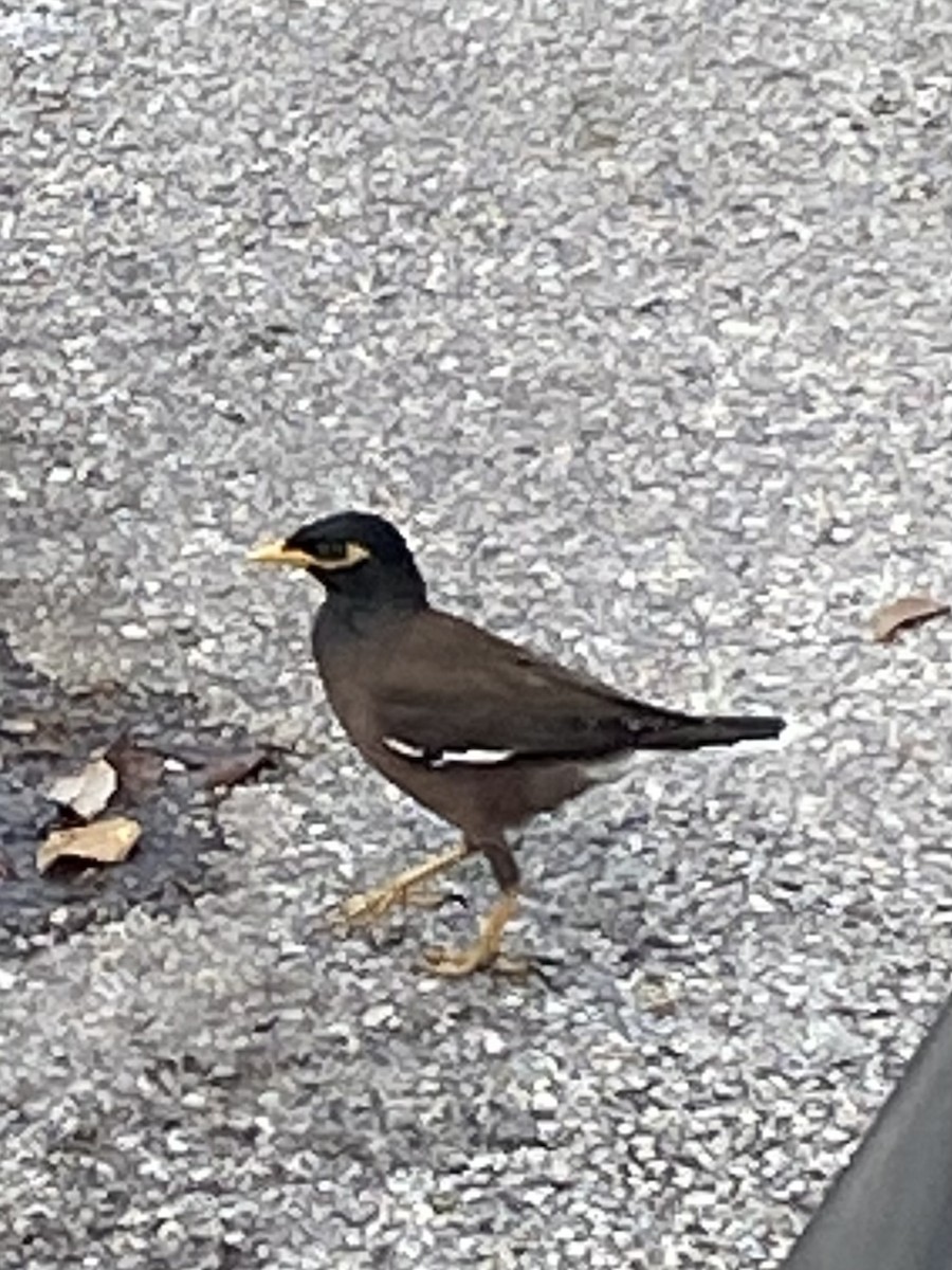 インドハッカ - ML646021469