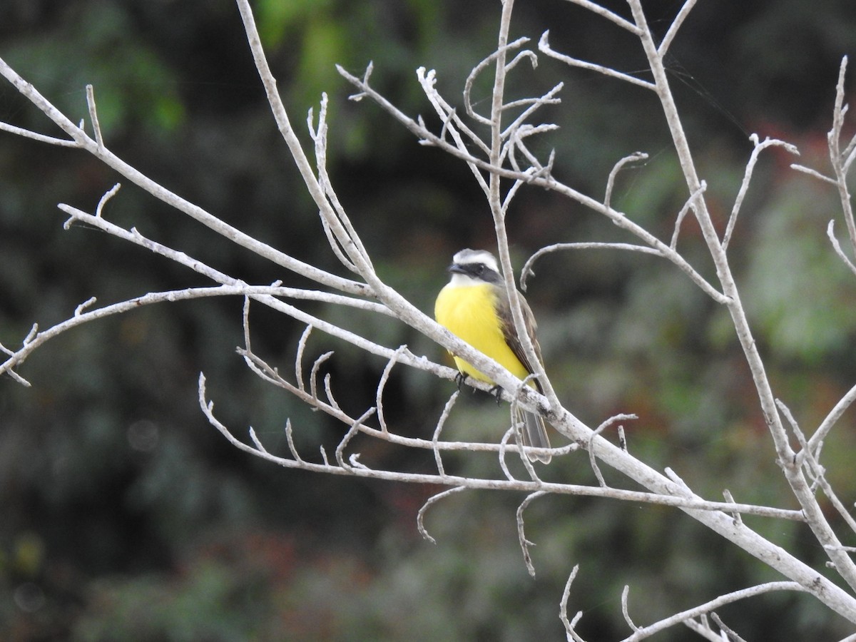 アカボウシヒタキモドキ - ML646021470