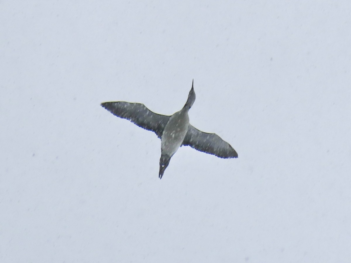 アビ - ML646021473