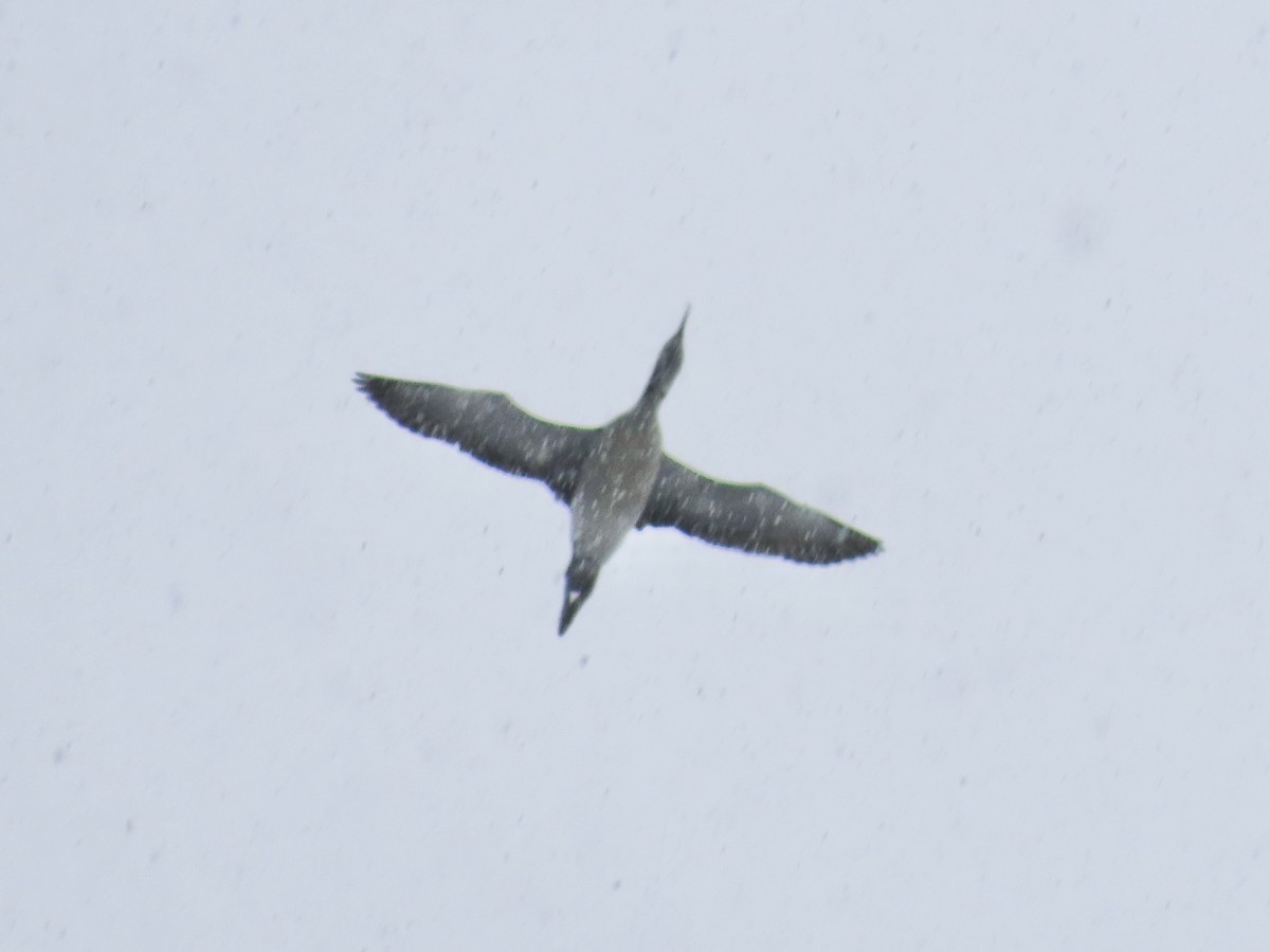 アビ - ML646021475