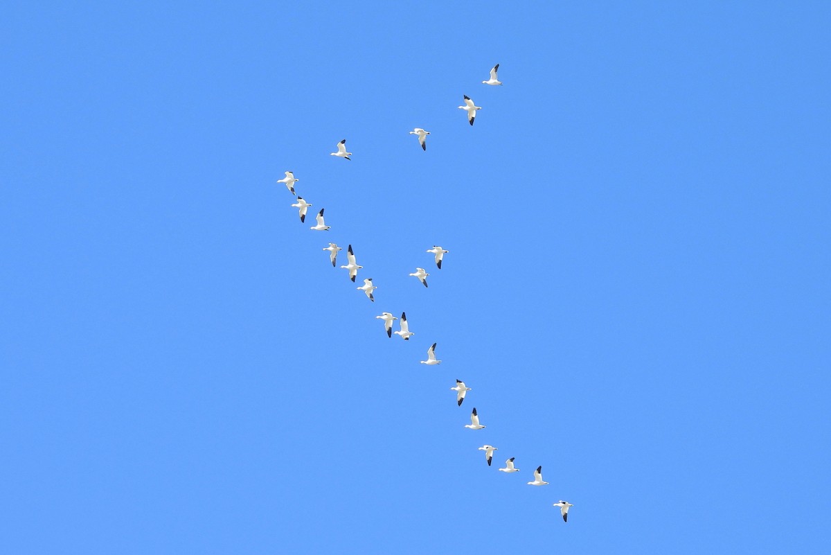 ハクガン - ML646021476