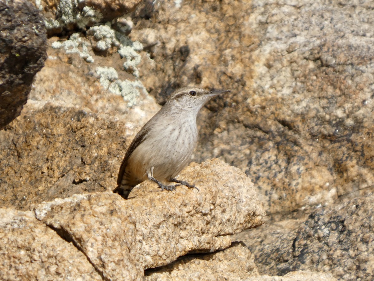 Rock Wren - ML646021477