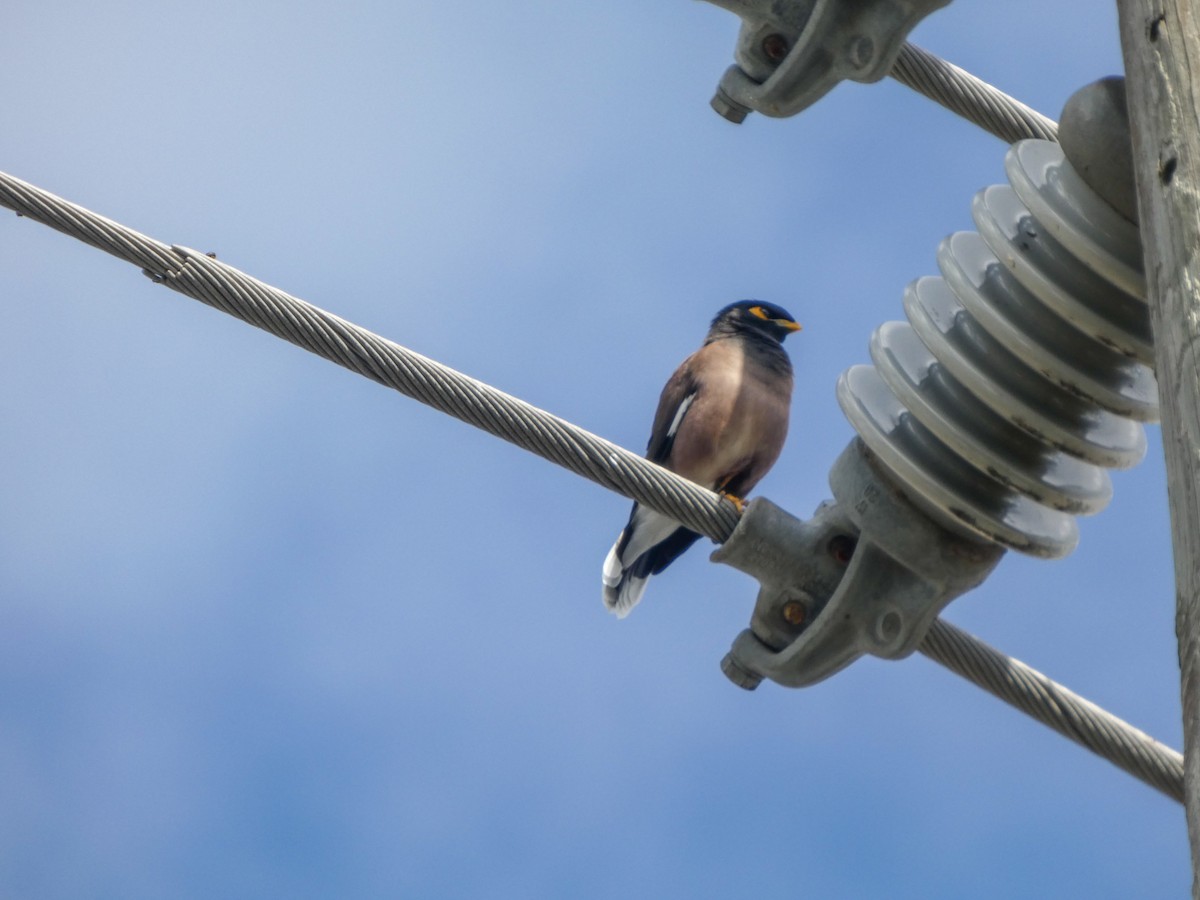 インドハッカ - ML646021478