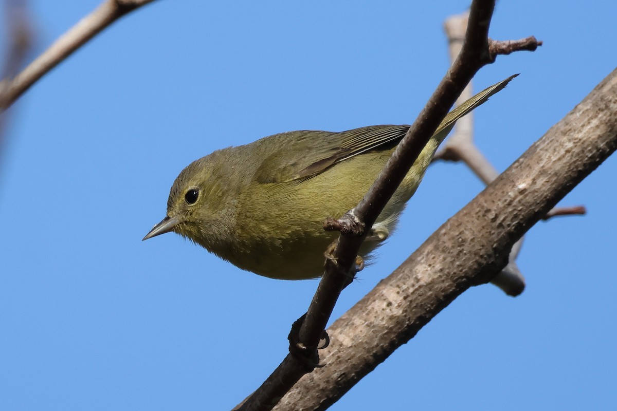 サメズアカアメリカムシクイ - ML646021480