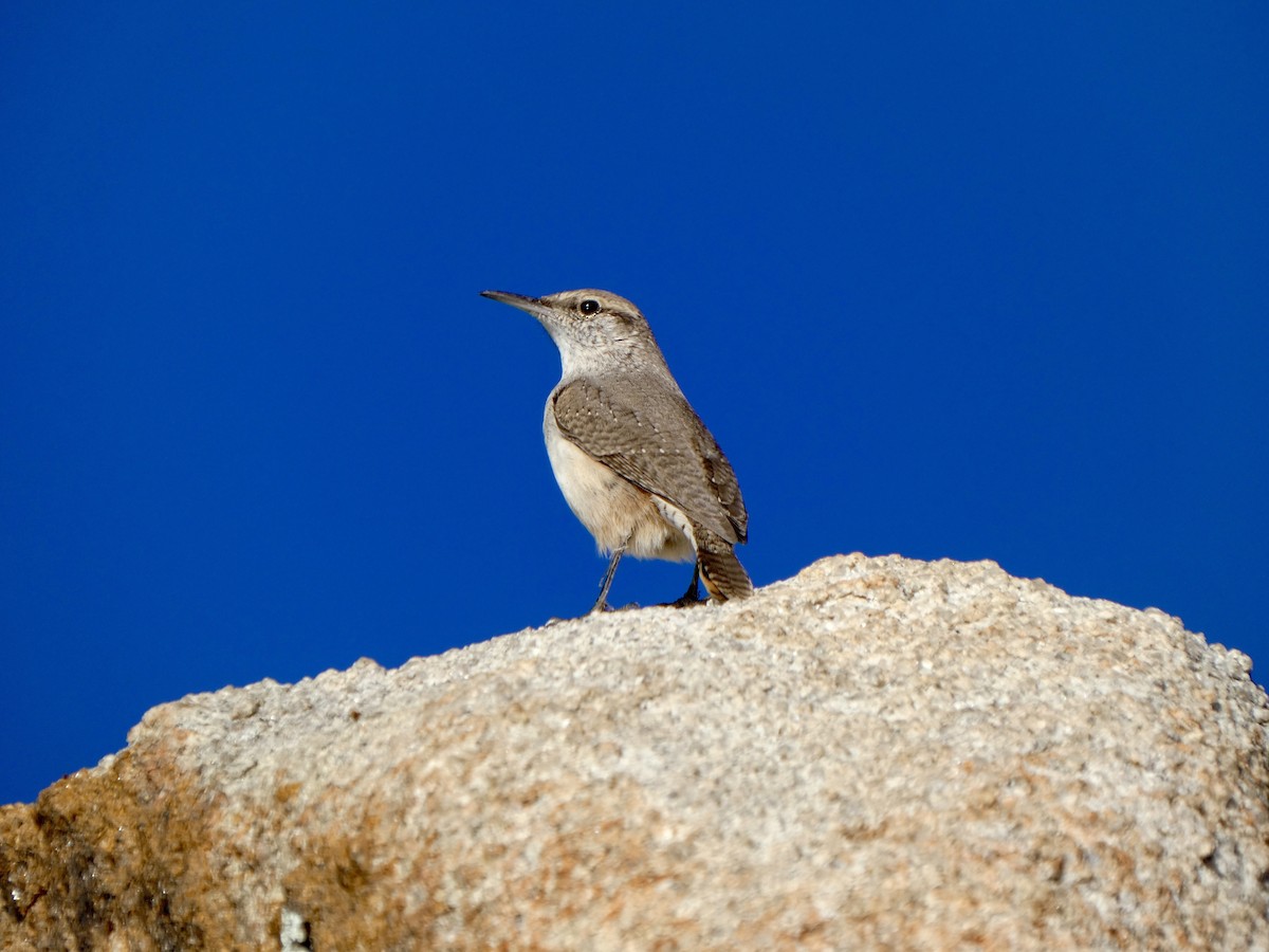 Rock Wren - ML646021481