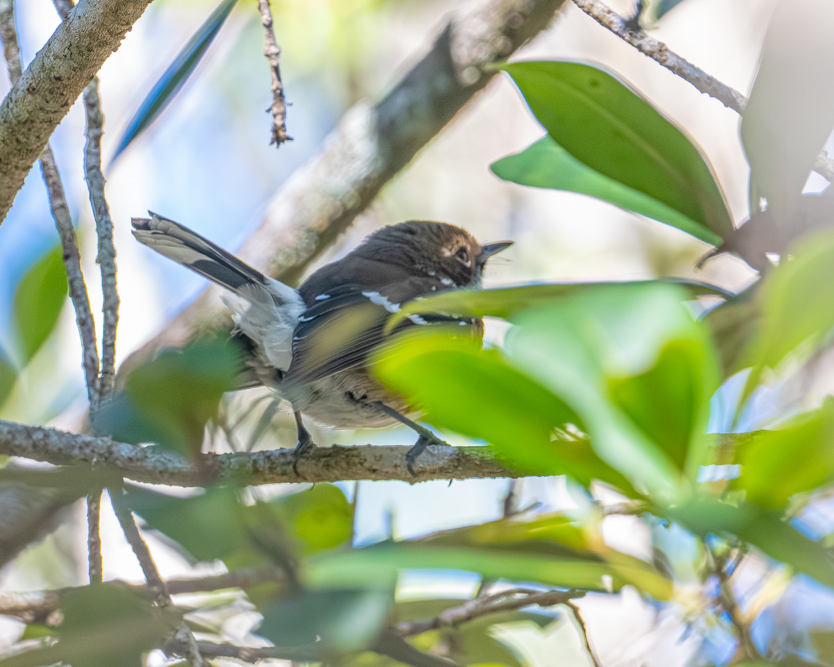 ハワイヒタキ - ML646021482