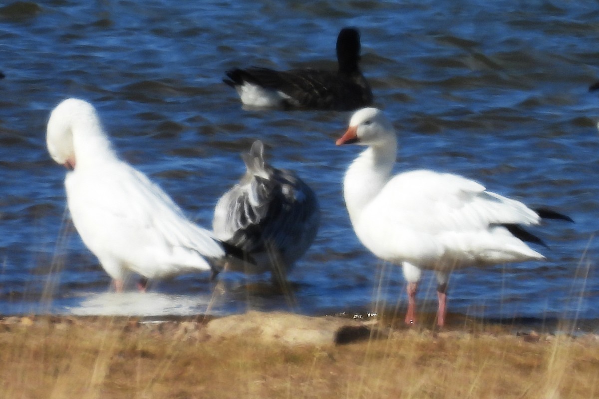 ハクガン - ML646021483