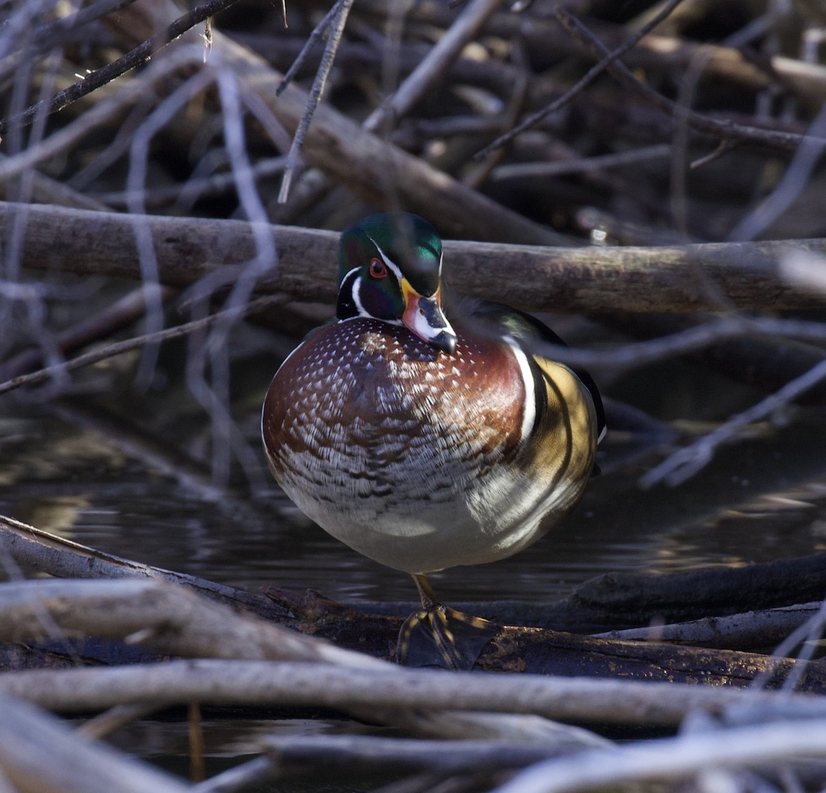 アメリカオシ - ML646021486