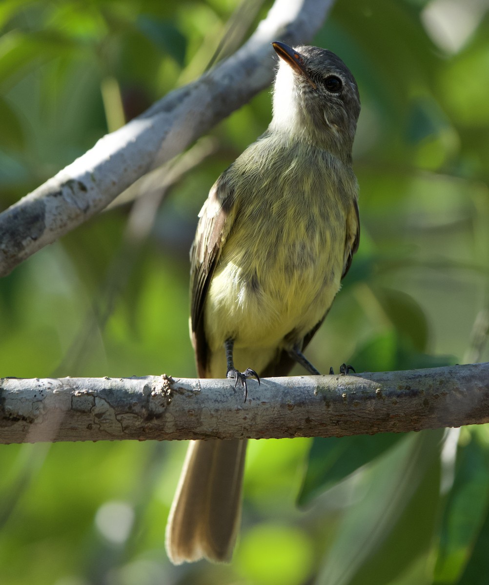 モリキクイタダキモドキ - ML646021491