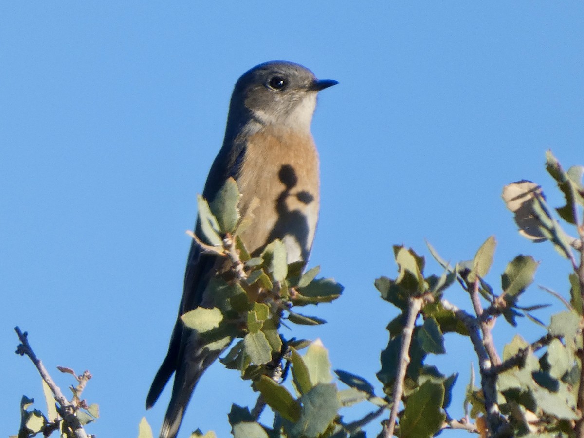 Western Bluebird - ML646021500