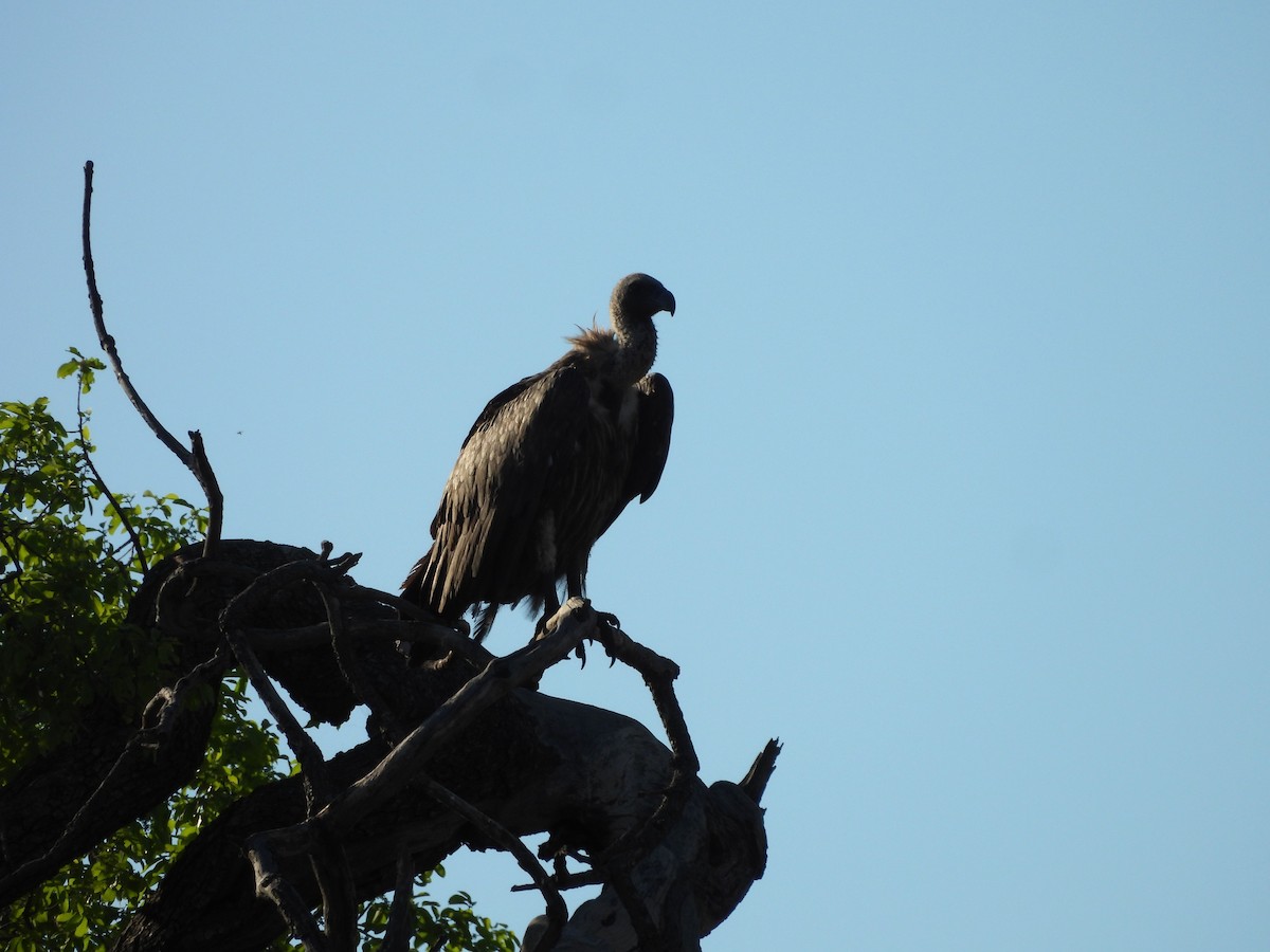 Ak Sırtlı Akbaba - ML646021503