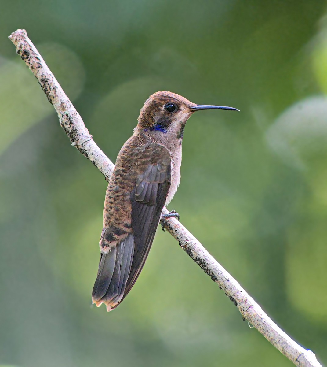 Brown Violetear - ML646021504