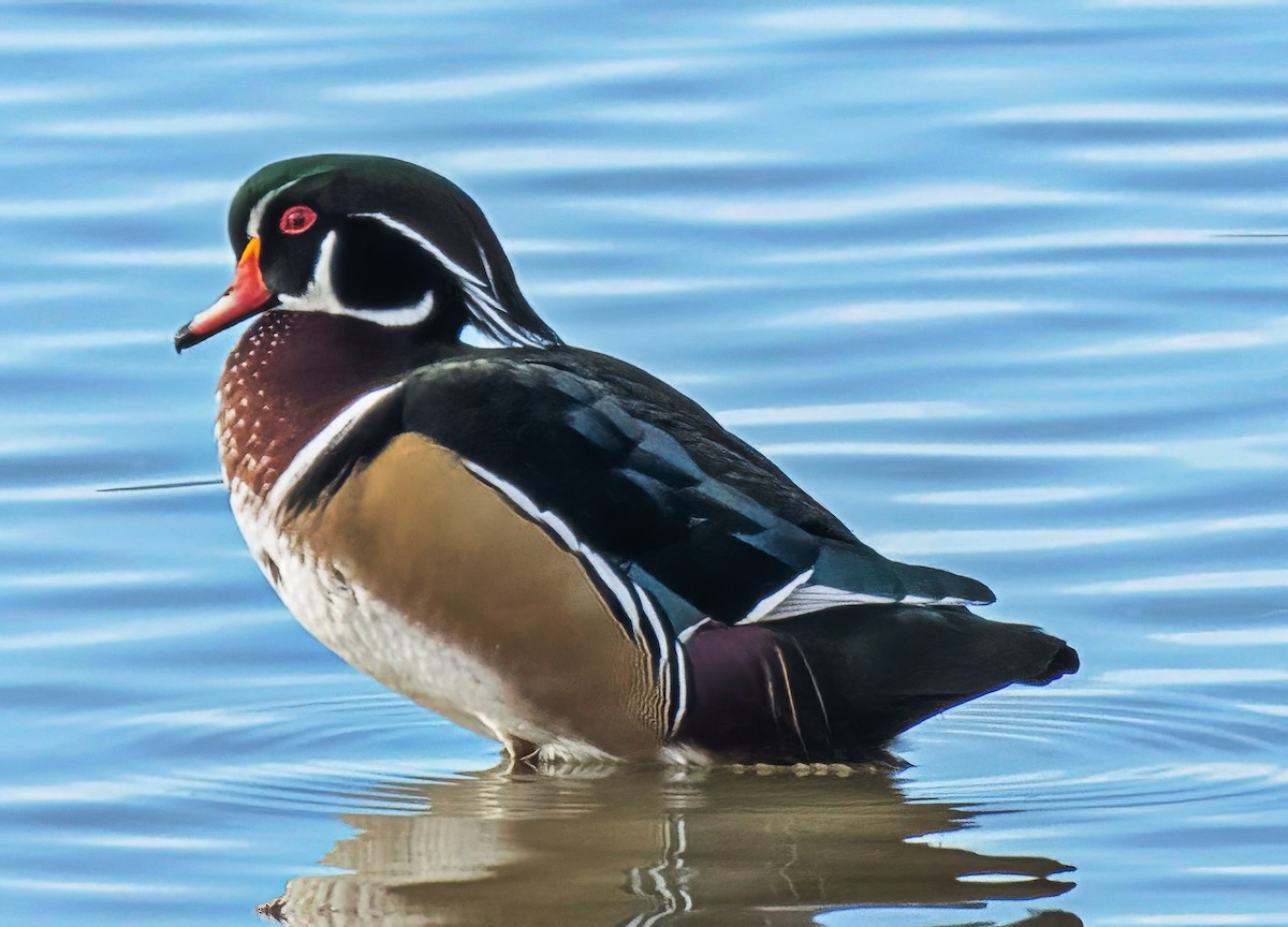 Canard branchu - ML646021505