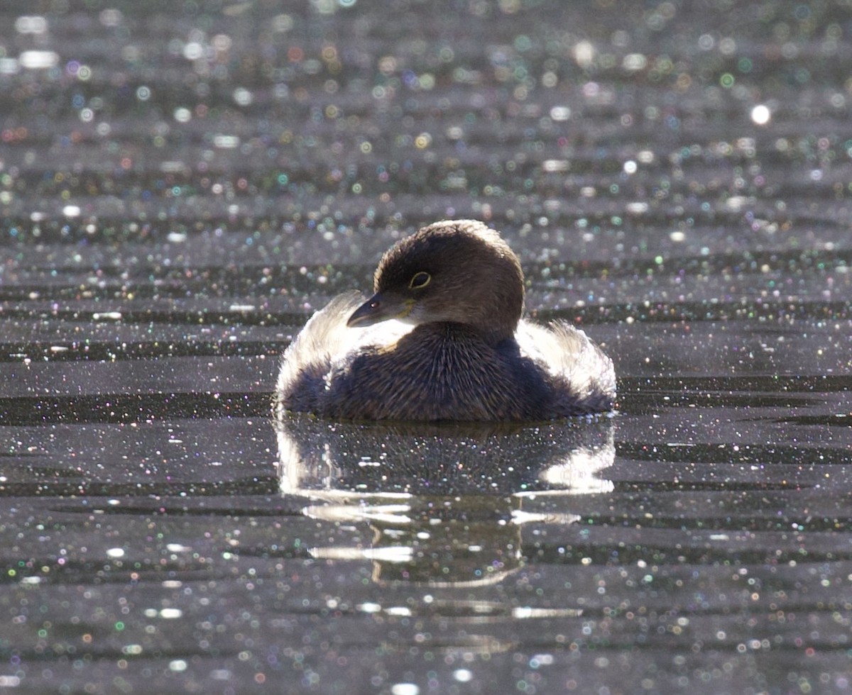 Pied-billed Grebe - ML646021507