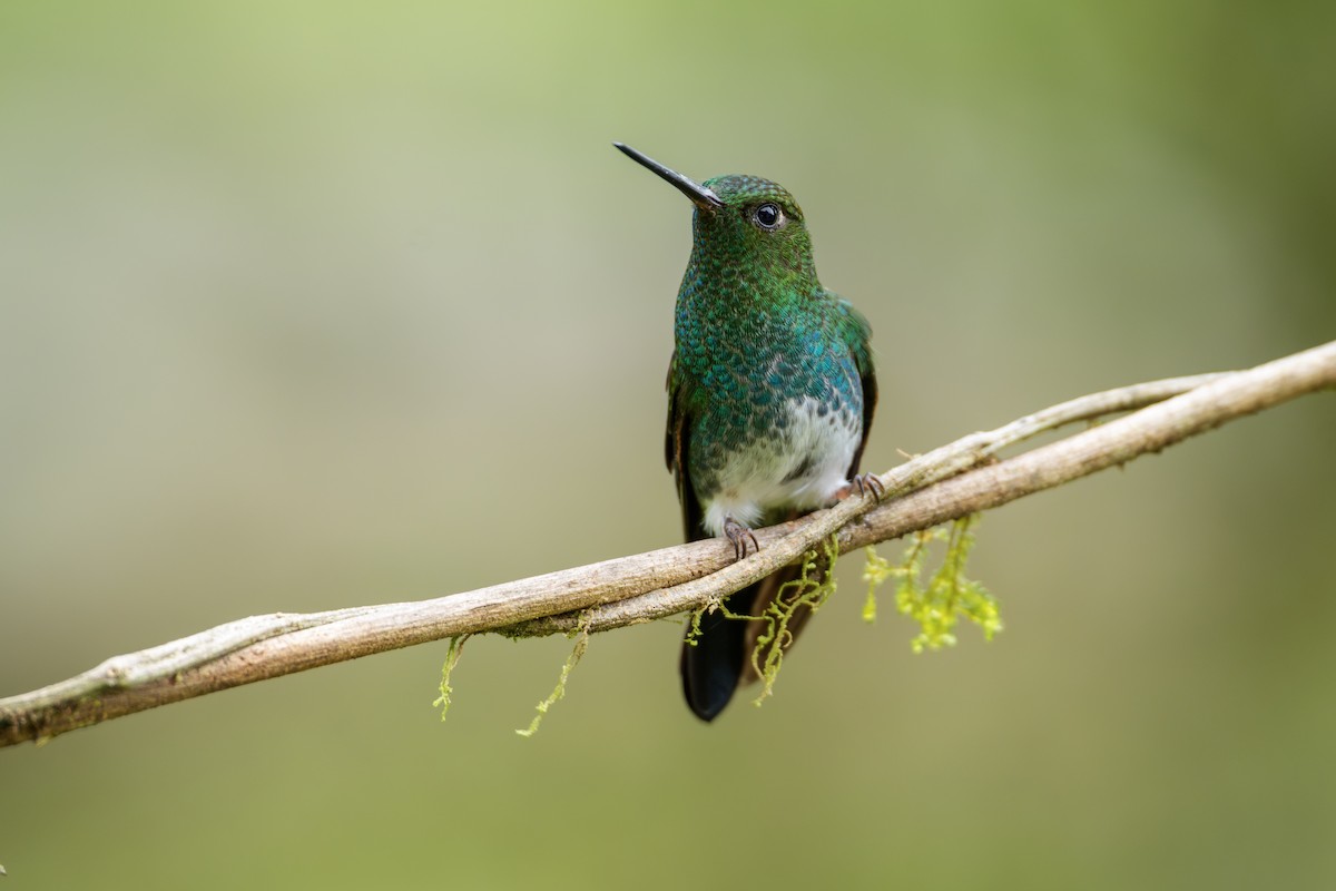 Greenish Puffleg - ML646021509