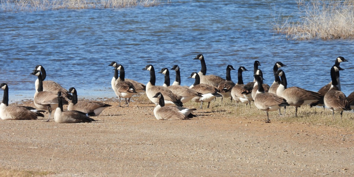 Канад галуу - ML646021514