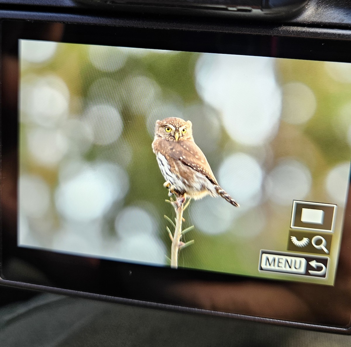 Northern Pygmy-Owl - ML646021523