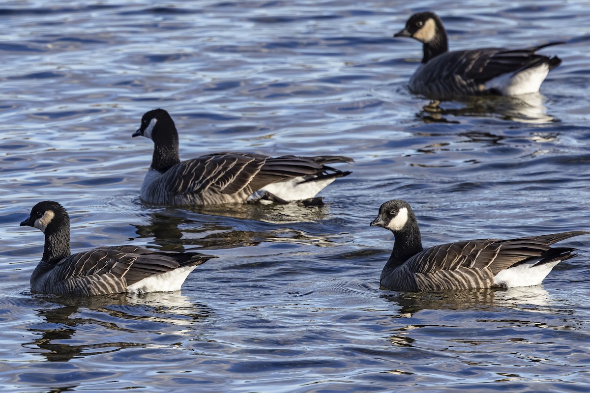 Cackling Goose - ML646021524