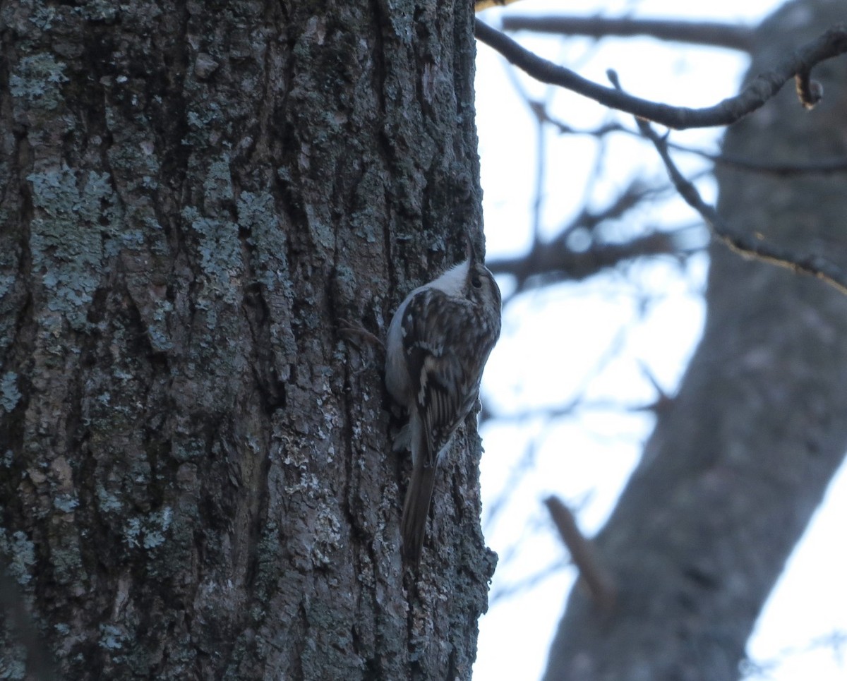 Brown Creeper - ML646021527
