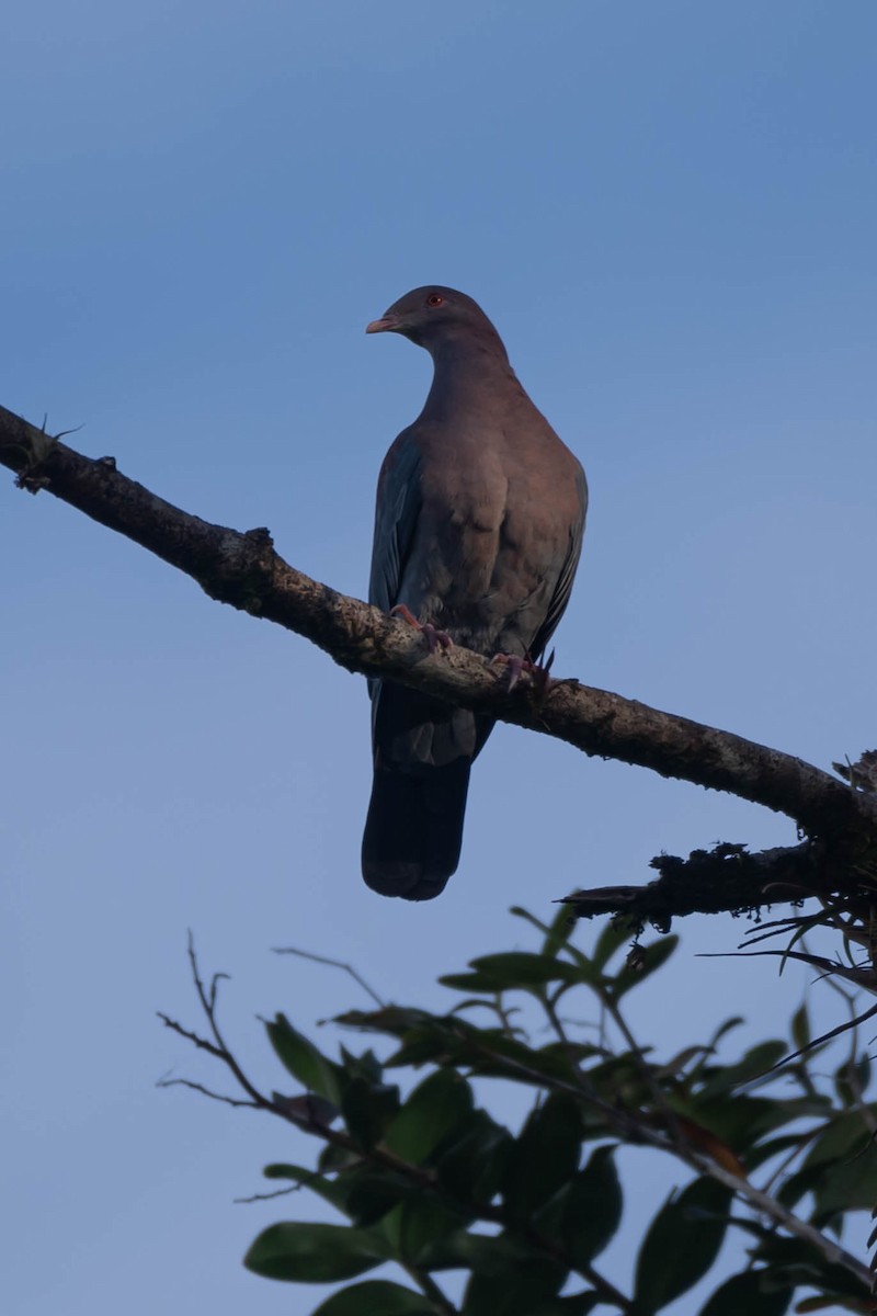 Red-billed Pigeon - ML646021532
