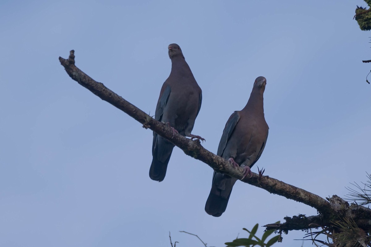 Red-billed Pigeon - ML646021533
