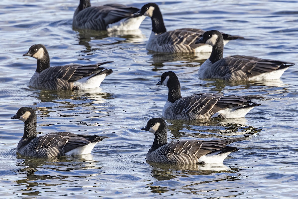 Cackling Goose - ML646021538