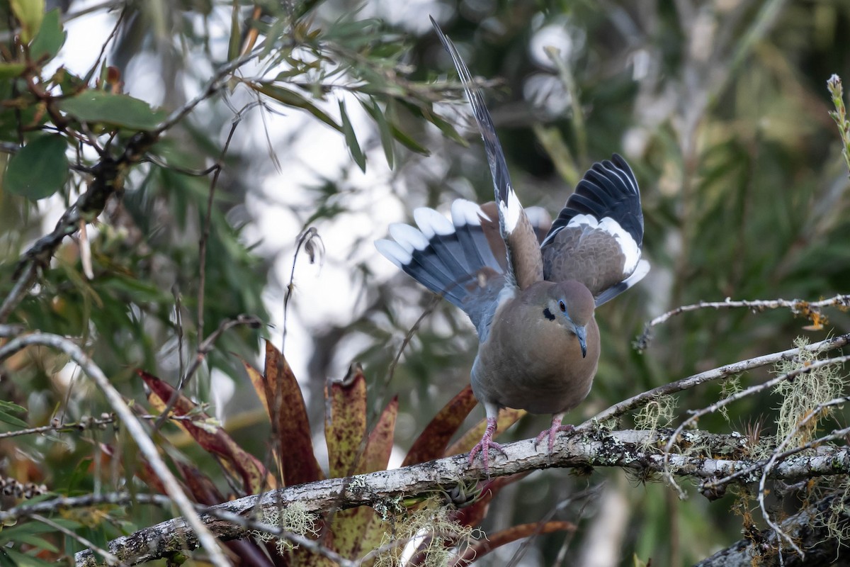 ハジロバト - ML646021545