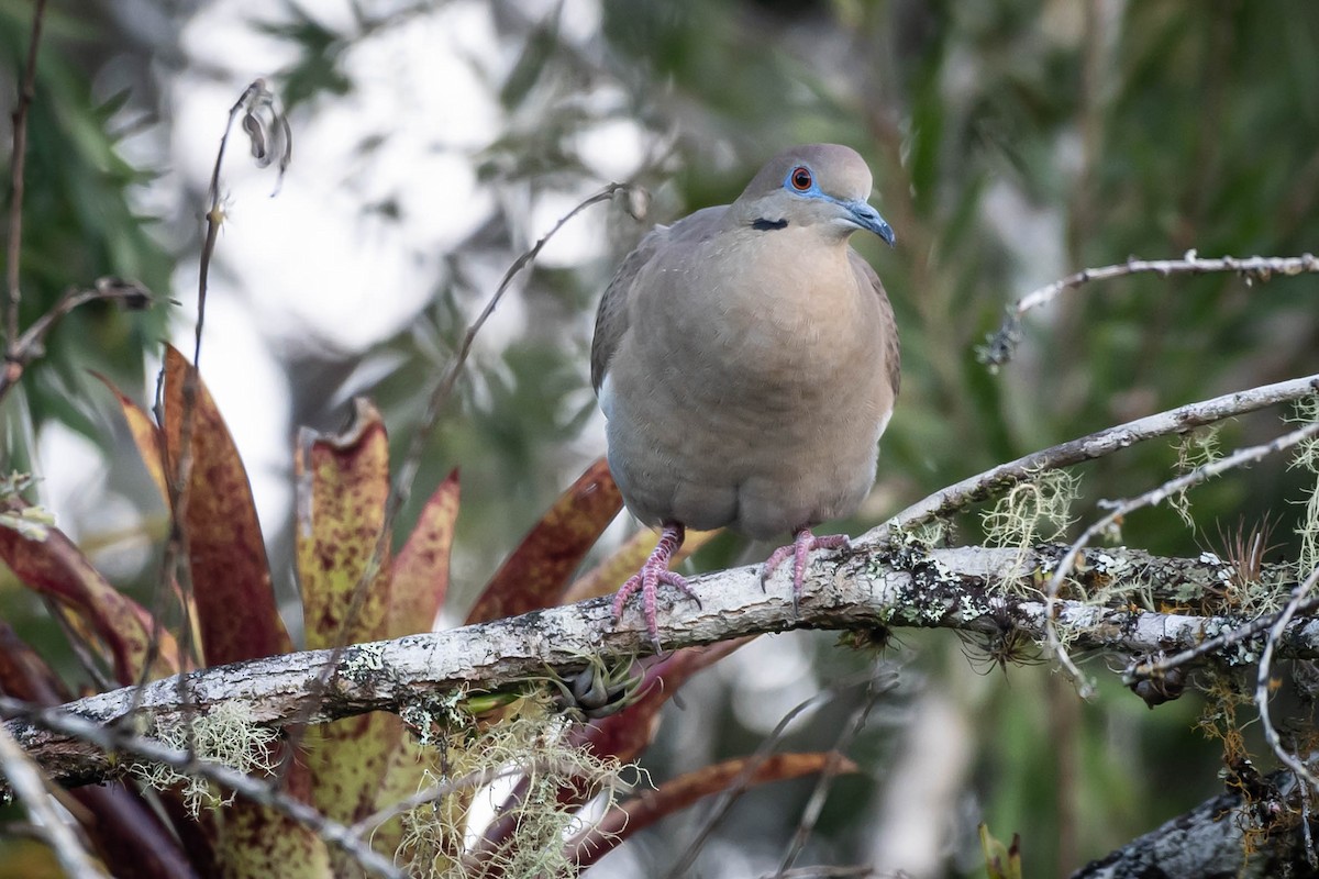 ハジロバト - ML646021546