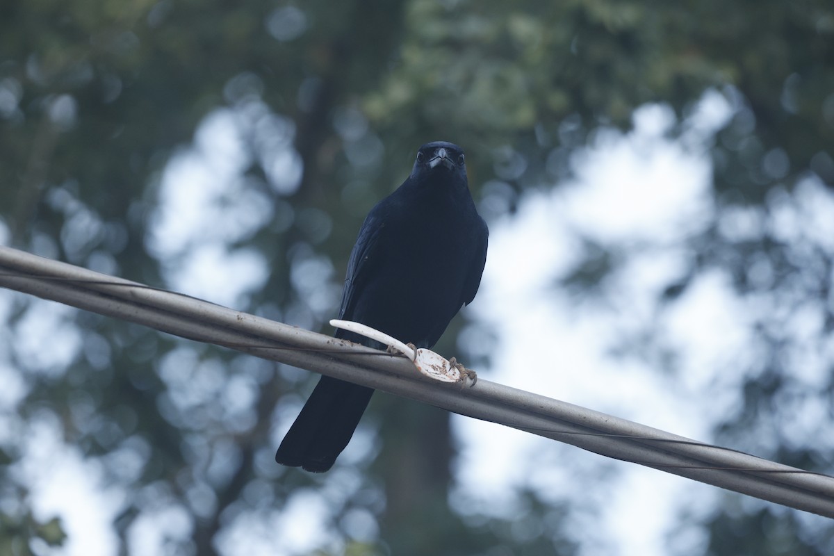 Corneille du Sinaloa - ML646021548