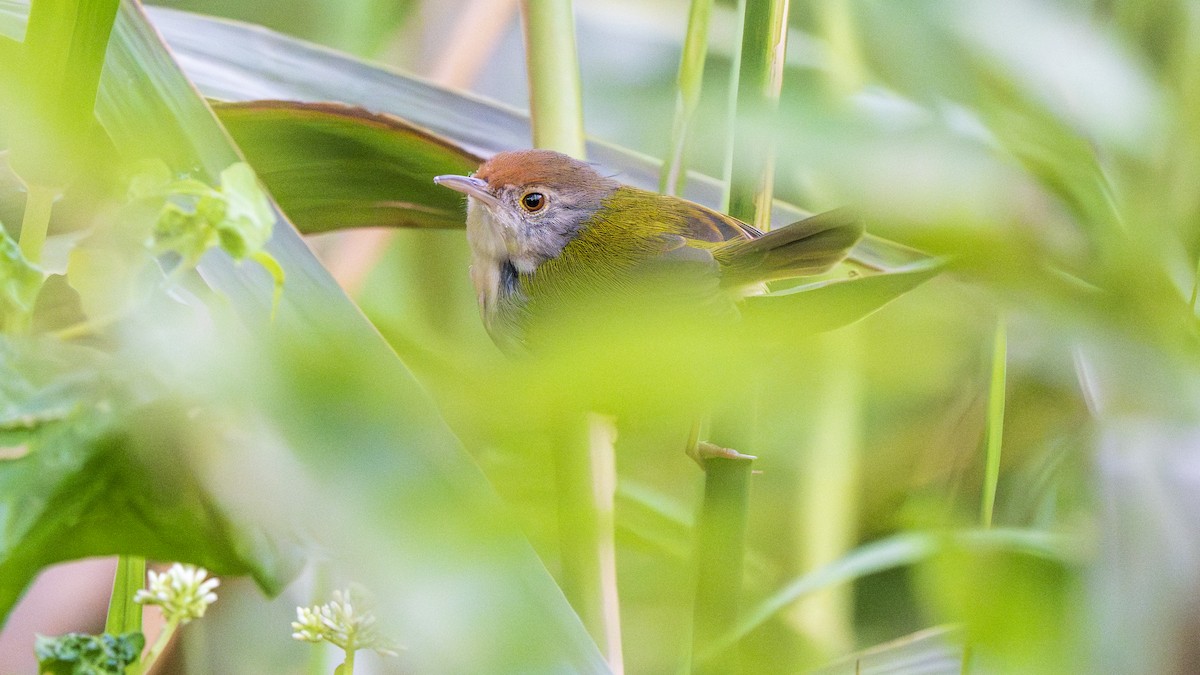 Couturière à longue queue - ML646021551