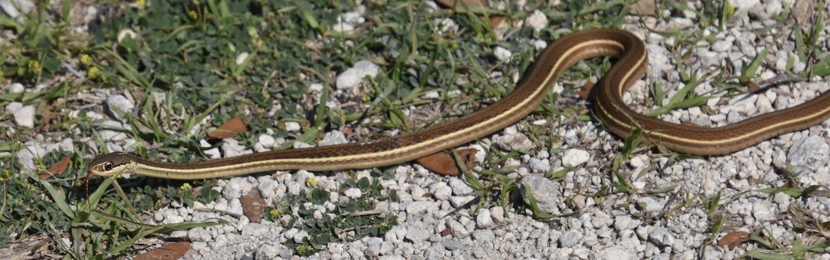 Peninsula Ribbon Snake - ML646021552