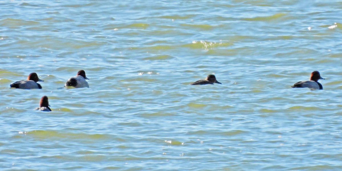 Fuligule à tête rouge - ML646021553