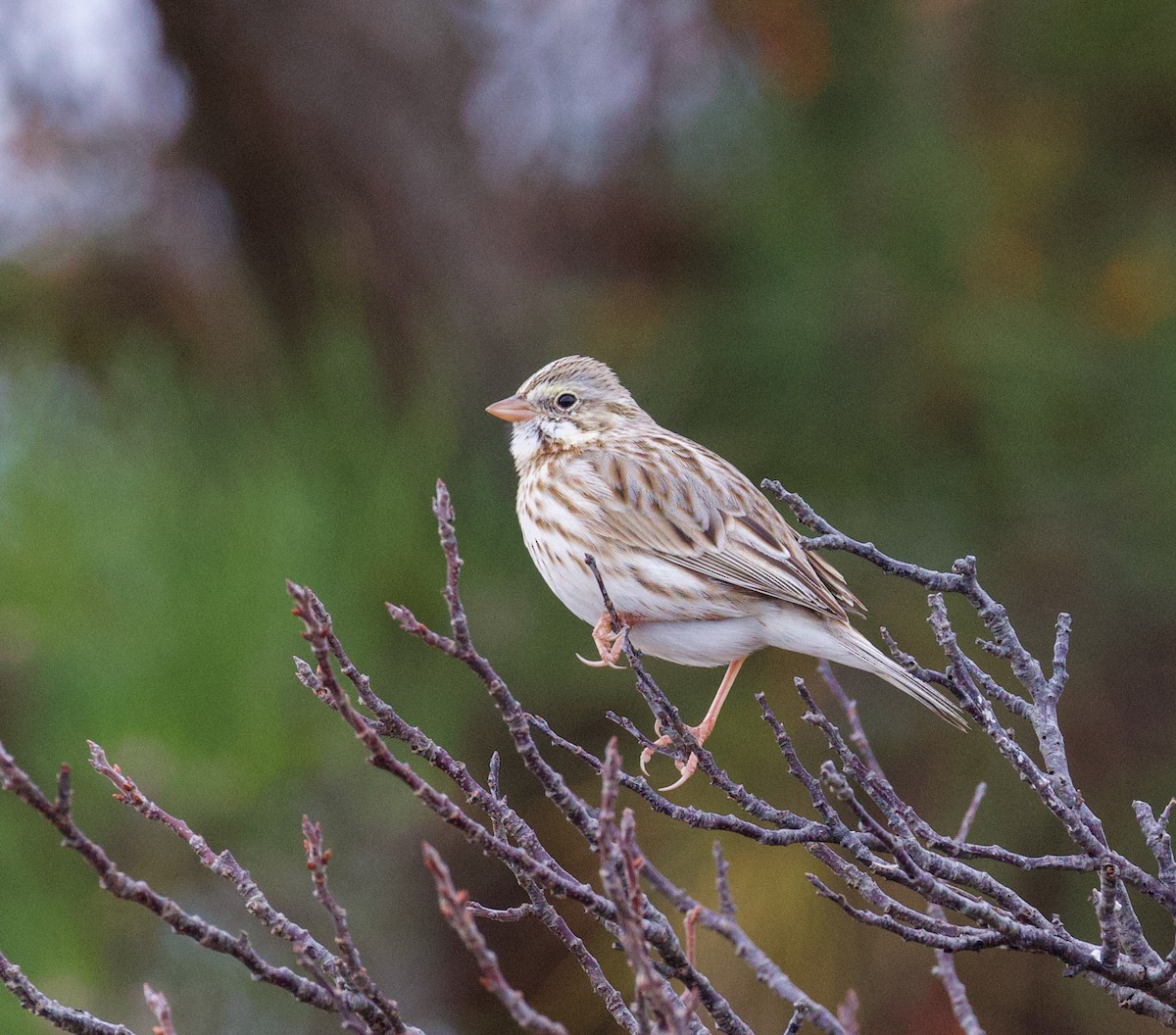 Bruant des prés (princeps) - ML646021557